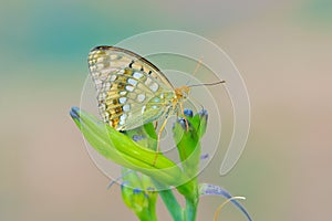 Nymphalid butterfly and flower buds