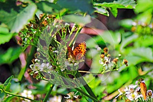 Nymphalidae Butterflies - Is one of the largest family of butterfly in the Europe