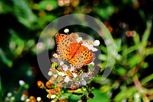 Nymphalidae Butterflies - Is one of the largest family of butterfly in the Europe