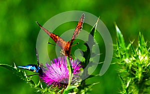 Nymphalidae Butterflies - Is one of the largest family of butterfly in the Europe