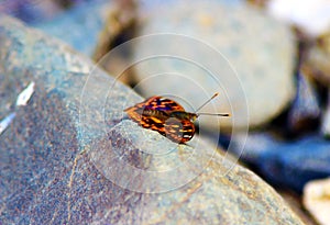 Nymphalidae Butterflies - Is one of the largest family of butterfly in the Europe