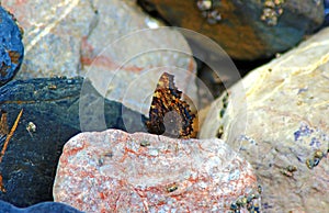 Nymphalidae Butterflies - Is one of the largest family of butterfly in the Europe