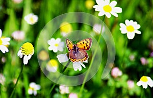 Nymphalidae Butterflies - Is one of the largest family of butterfly in the Europe