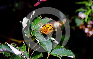 Nymphalidae Butterflies - Is one of the largest family of butterfly in the Europe