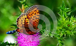 Nymphalidae Butterflies - Is one of the largest family of butterfly in the Europe