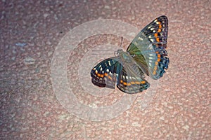 Nymphalidae butterfly