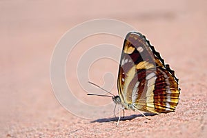 Nymphalidae butterfly