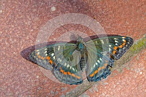 Nymphalidae butterfly