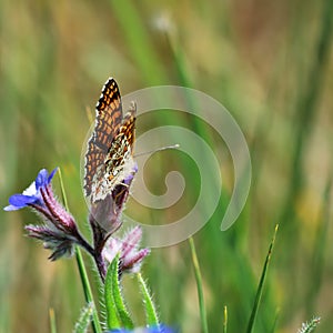 Nymphalidae butterfly