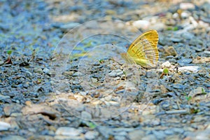 Nymphalidae butterfly