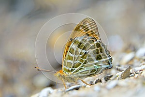 Nymphalidae butterfly