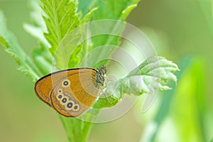 Nymphalidae butterfly