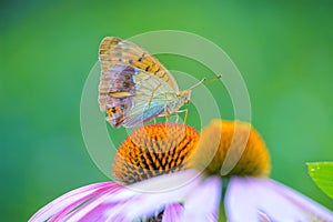 Nymphalidae butterfly