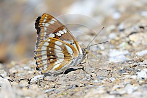 Nymphalidae butterfly