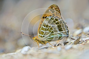 Nymphalidae butterfly