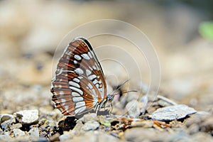 Nymphalidae butterfly