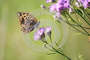 Nymphalidae butterfly