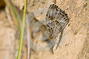 Nymphalidae butterfly