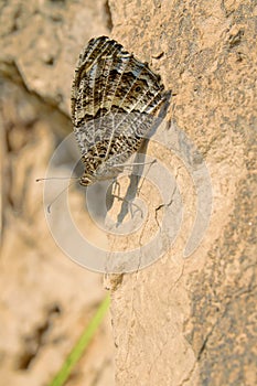 Nymphalidae butterfly