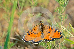 Nymphalidae butterfly