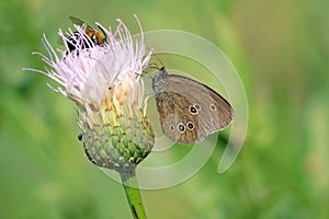 Nymphalidae butterfly