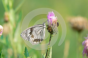 Nymphalidae butterfly