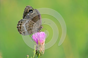 Nymphalidae butterfly