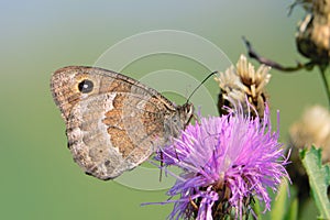 Nymphalidae butterfly