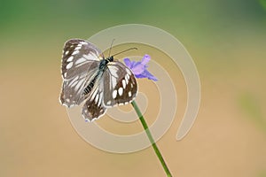 Nymphalidae butterfly