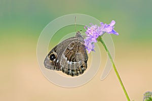 Nymphalidae butterfly