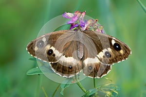 Nymphalidae butterfly