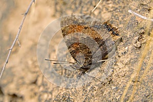 Nymphalidae butterfly