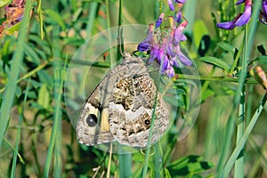 Nymphalidae butterfly