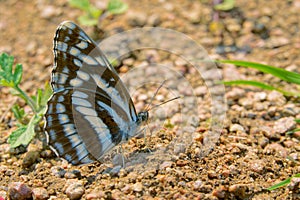 Nymphalidae butterfly