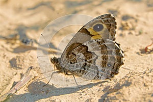 Nymphalidae butterfly