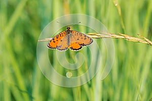 nymphalidae butterfly