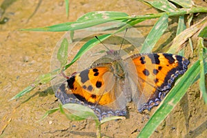 Nymphalidae butterfly
