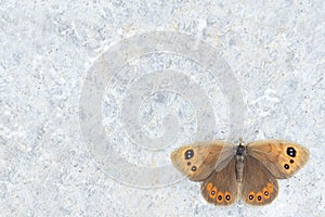 Nymphalidae butterfly