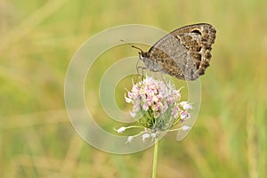 Nymphalidae butterfly