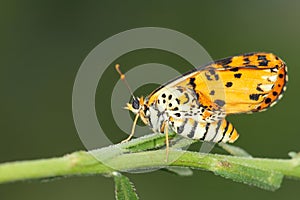 Nymphalidae butterfly