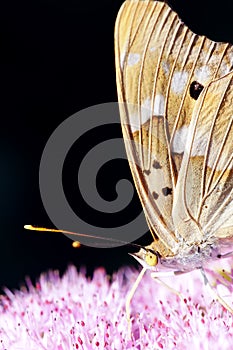 Nymphalidae butterfly