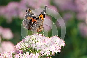 Nymphalidae butterfly