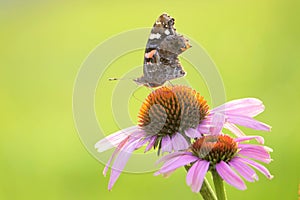 Nymphalidae butterfly