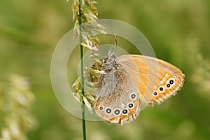 Nymphalidae butterfly