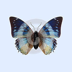 Nymphalidae Butterfly - Charaxes Smaragdalis photo