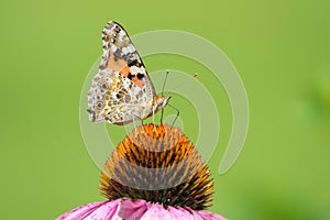 Nymphalidae butterfly on flower