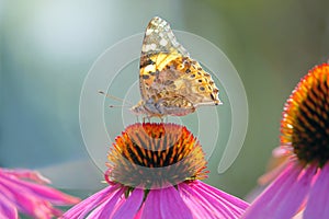 Nymphalidae butterfly on flower photo