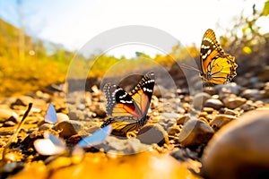 Nymphalidae butterfly on the ground in the autumn forest, nature series