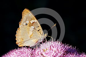 Nymphalidae butterfly photo