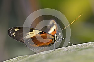 Nymphalidae butterfly on leaf